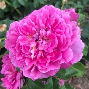 Meet your Posher, Oxana